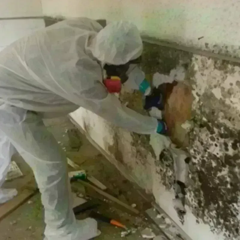 Mold Remediation and Removal in Chelmsford, MA